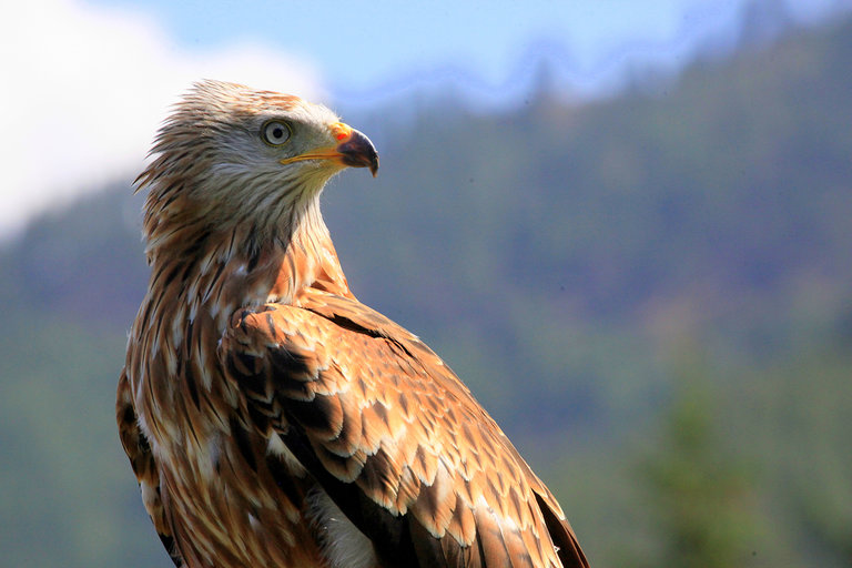 "Der wilde Berg" - Wild Mountain Mautern - Imprese #2.5 | © Katharina Wassler