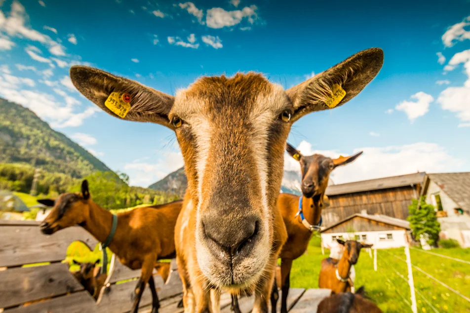 a'Goas - Goat milk products - Impression #1 | © Andreas und Renate Hof