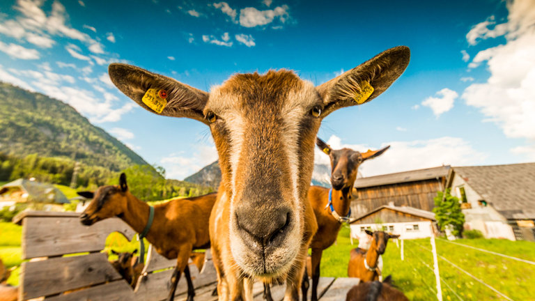 a'Goas - Goat milk products - Impression #2.1 | © Andreas und Renate Hof