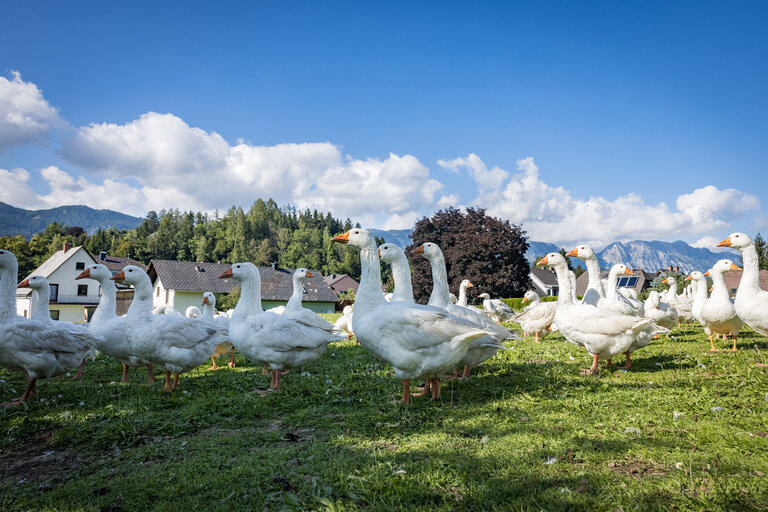 Gänse am Landgut Putterer | © Netzwerk Kulinarik wildbild