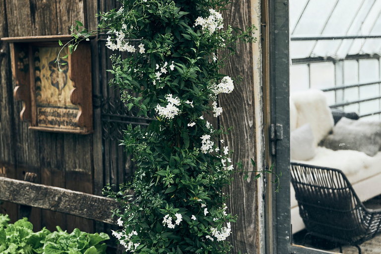 Florist´s Pranzl - Imprese #2.1 | © Armin Walcher