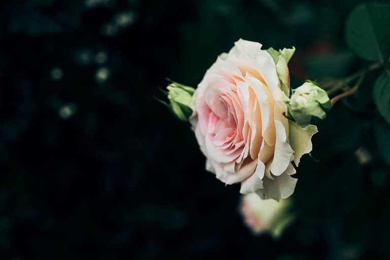 Florist´s Pranzl - Imprese #2.5 | © Armin Walcher