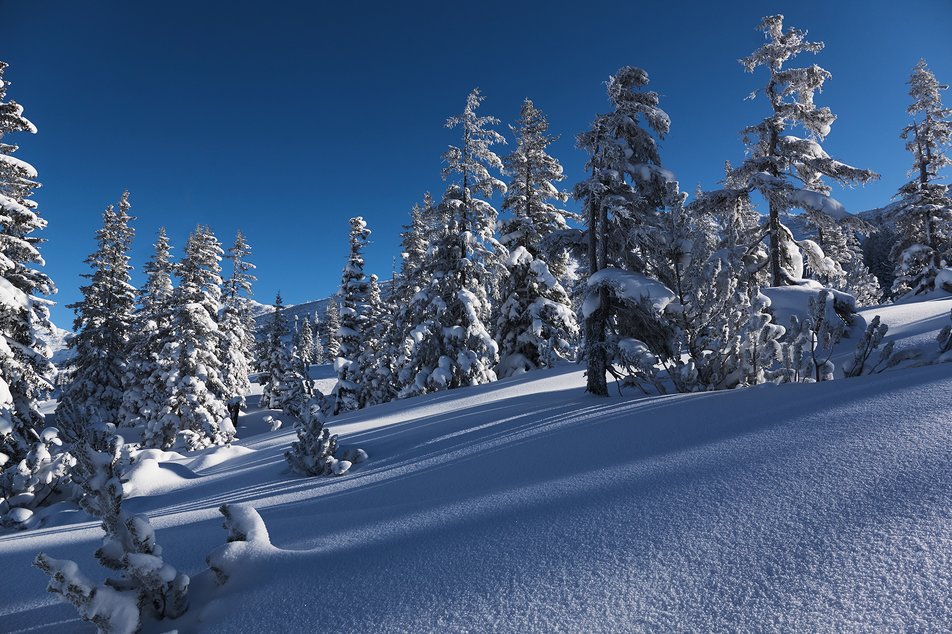 Witch Wood Planneralm - Impression #1