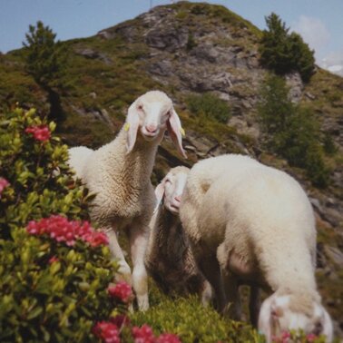 Ennstaler Lamm  | © Marianne Ritzinger 