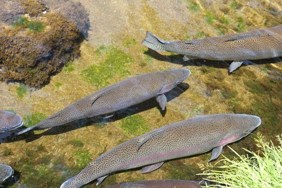 fishing at Sattentalbach  - Imprese #1 | © Fischen im Sattental