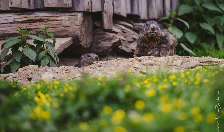 Marmots on the Galsterbergalm | © Lukas Bezila