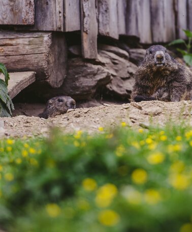 Marmots on the Galsterbergalm | © Lukas Bezila