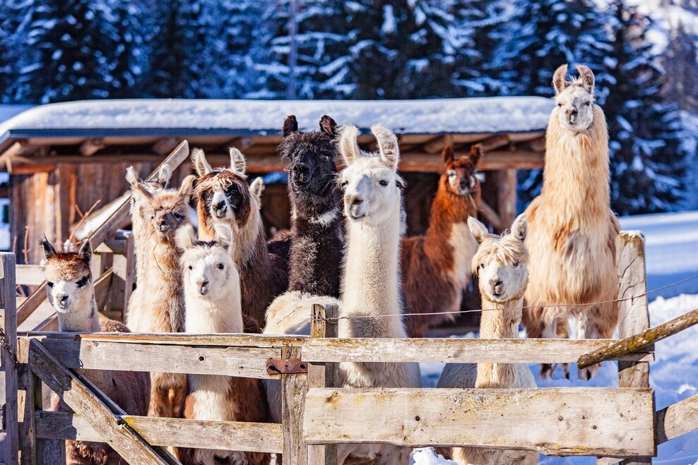 Llama and alpaca encounters at Klausnerhof - Impression #1.2 | © TVB Haus-Aich-Gössenberg@René Eduard Perhab