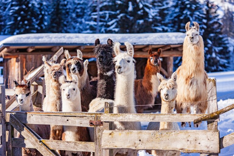 Llama and alpaca encounters at Klausnerhof - Impression #2.6 | © TVB Haus-Aich-Gössenberg@René Eduard Perhab