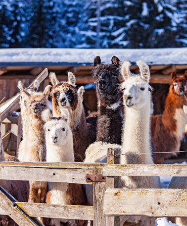 Lama und Alpaka am Klausnerhof | © TVB Haus-Aich-Gössenberg@René Eduard Perhab
