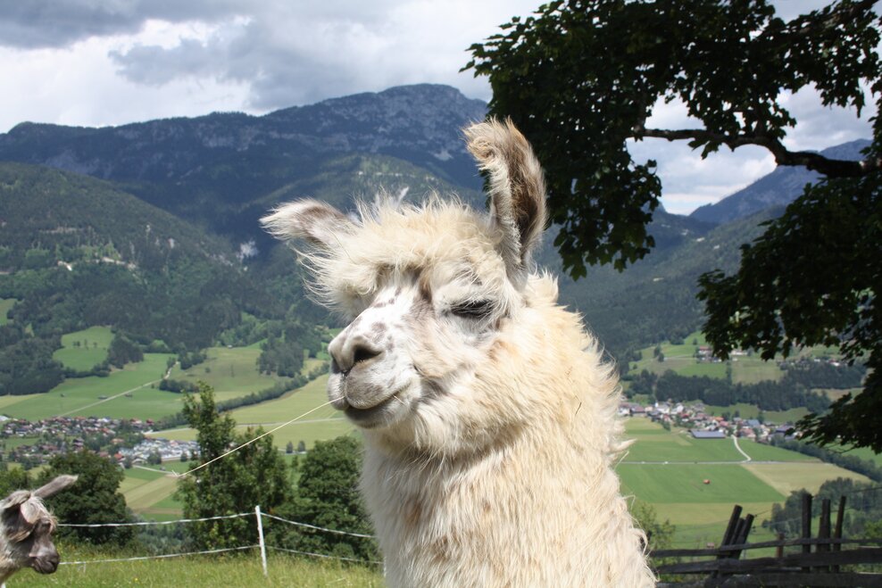Llama and alpaca encounters at Klausnerhof - Impression #1.1 | © Klausnerhof