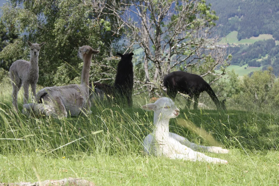 Lama und Alpaka am Klausnerhof | © Klausnerhof