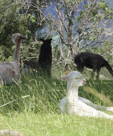 Lama und Alpaka am Klausnerhof | © Klausnerhof
