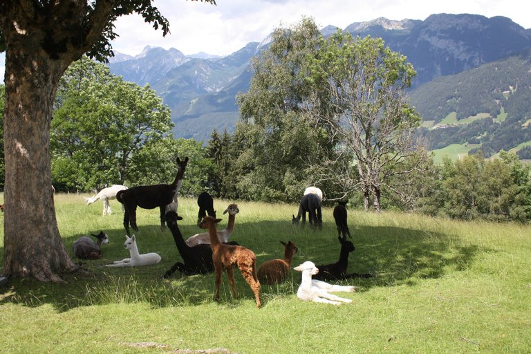 Lama und Alpaka am Klausnerhof | © Klausnerhof