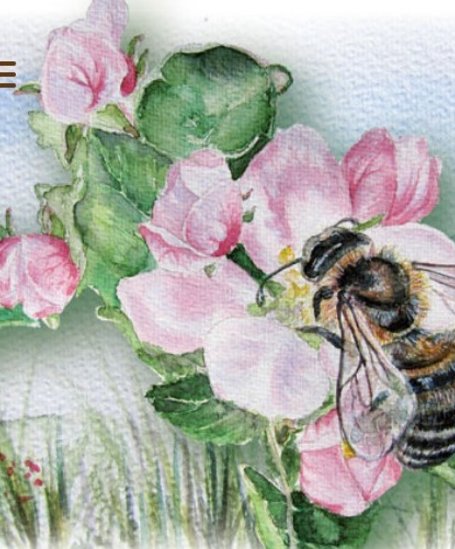 Biene auf Blume | © Imkerei Stockreiter
