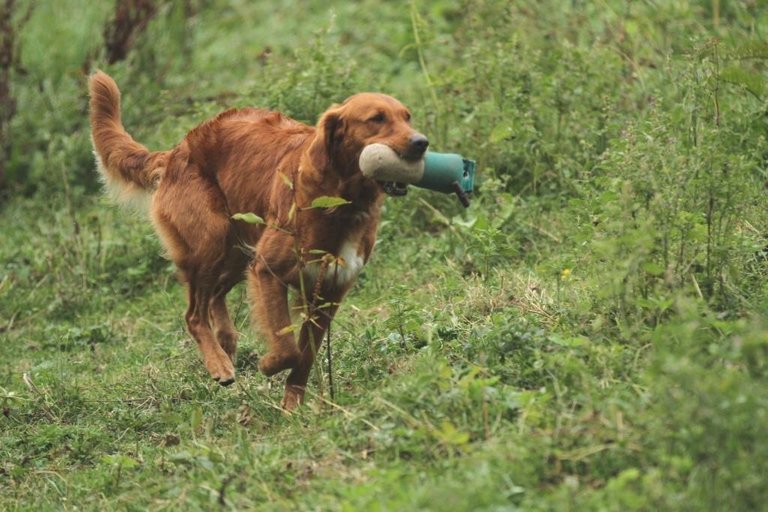 DOGclusion - Dummyarbeit | © DOGclusion