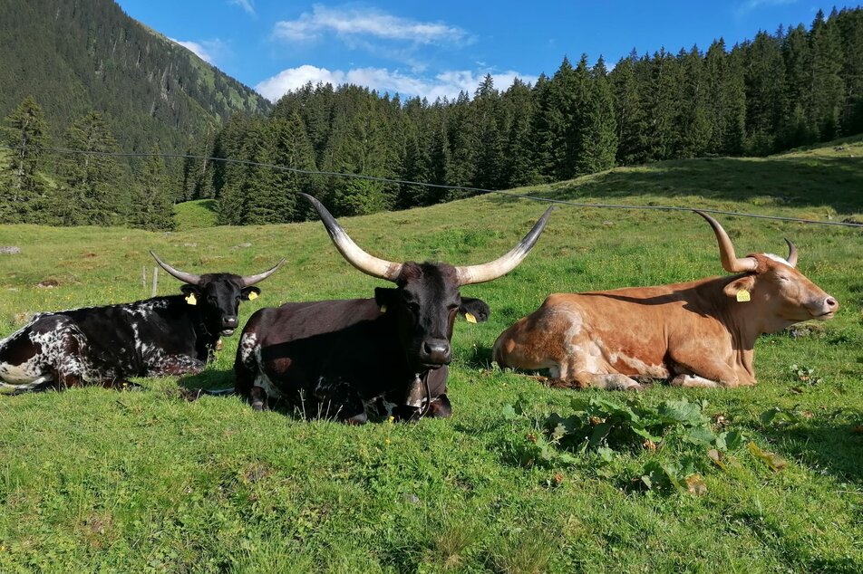 Mautneralm - Impression #1 | © Nicole Leitgab
