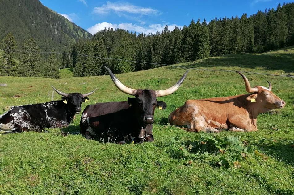 Mautneralm - Impression #1 | © Nicole Leitgab