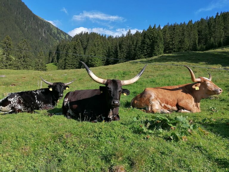 Mautneralm - Impression #2.1 | © Nicole Leitgab