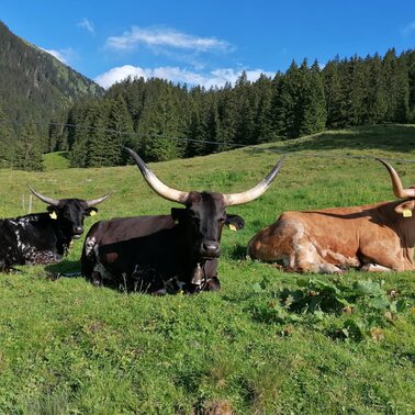 Texas Longhorn auf der Mautneralm | © Nicole Leitgab