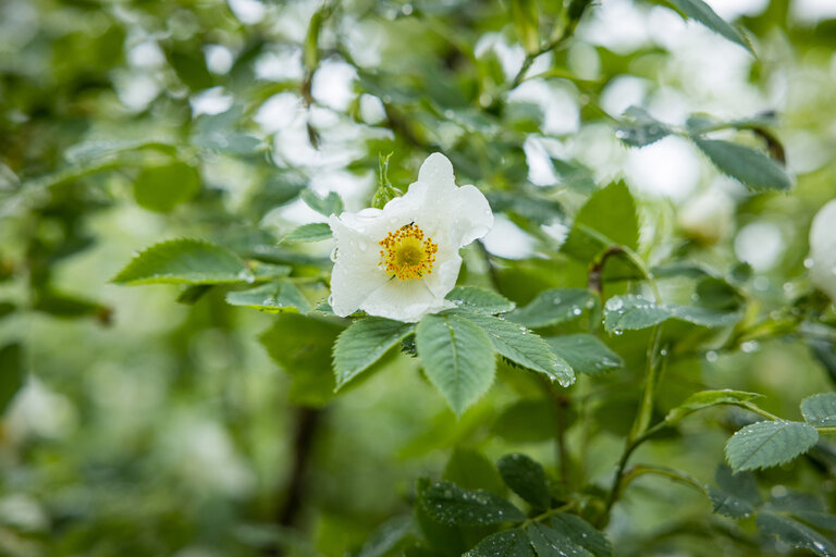 Naturpark Sölktäler Jesuitengarten  | © wildbild