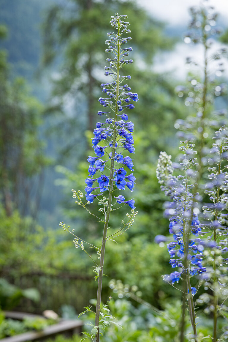 Naturpark Sölktäler Jesuitengarten  | © wildbild