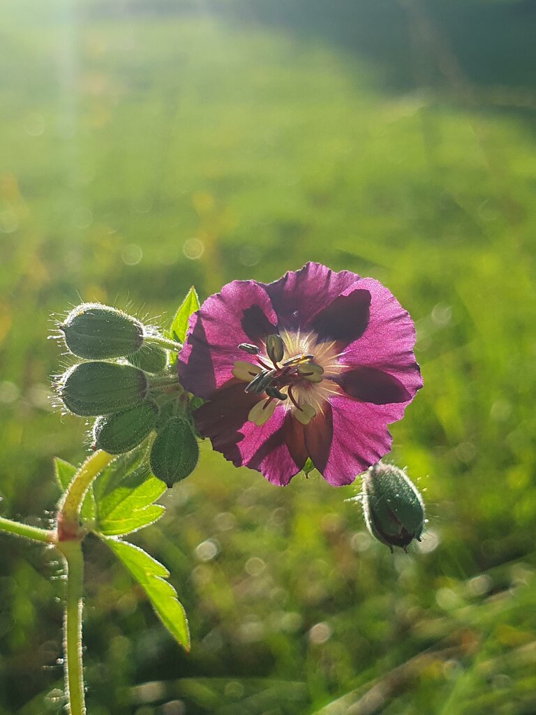 Verena Novak - Natur Elfe - Impression #2.3