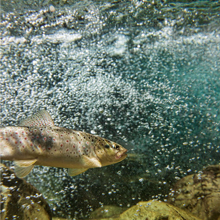 The [ FISCHwOsser ] at the ENNSquelle - Impression #2.3
