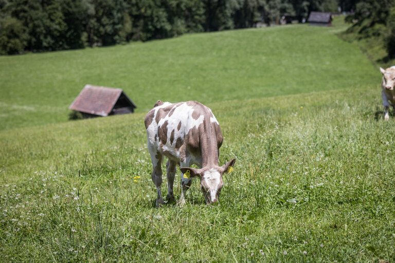 Stögergut | © Netzwerk Kulinarik wildbild