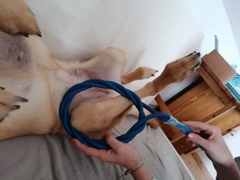 Omnitron-Pro Anwendung mit Hund | © Maria Ulrich