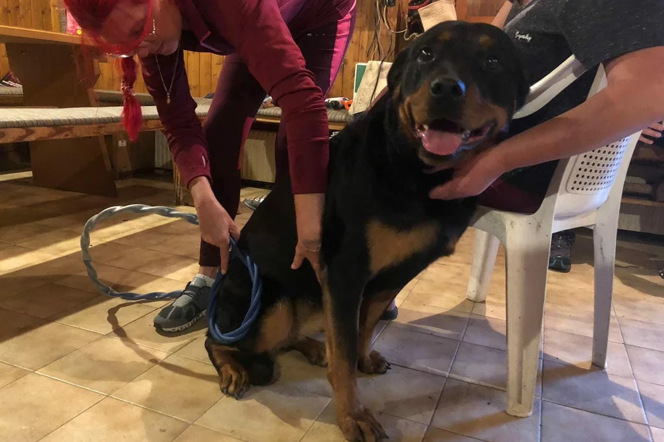 Omnitron-Pro Anwendung beim Hund | © Maria Ulrich