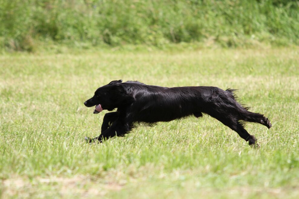 Field for dog-walking - Impression #1.2 | © Stadtgemeinde Schladming