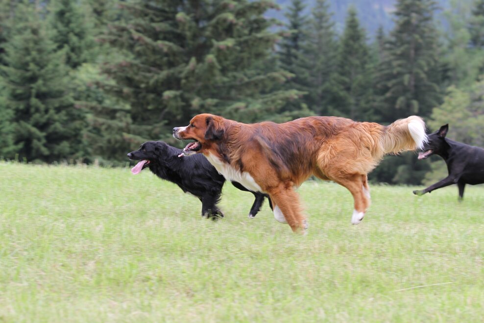 Field for dog-walking - Impression #1.1 | © Stadtgemeinde Schladming