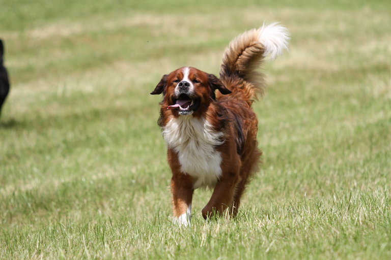 Field for dog-walking - Impression #2.4 | © Stadtgemeinde Schladming