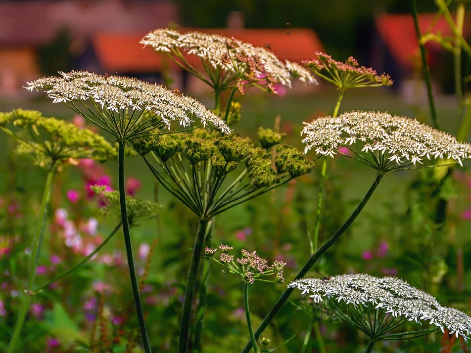 Herb hike - Impression #1