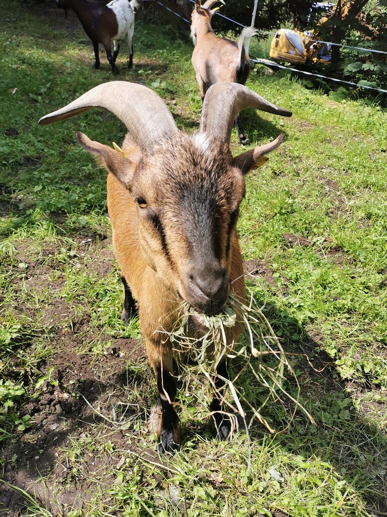 Goat hike - Impression #2.3