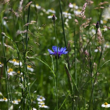 © Symbolbild Pixabay