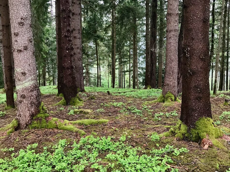Achtsamkeitswanderung Natur.Kraft.Platz Pürglitz - Impression #1 | © Birgit Geieregger