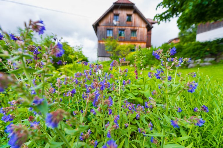 Kräuterwiese | © Kräuterbauernhof Percht 