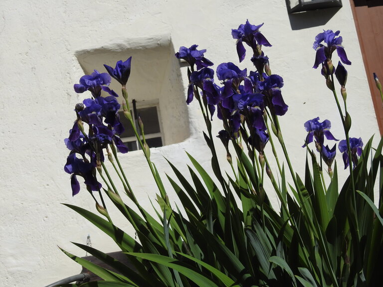 Sölker Garden Day - Impression #2.4