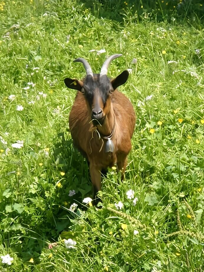 Goat hike - Impression #2.1 | © Sandra Glaser