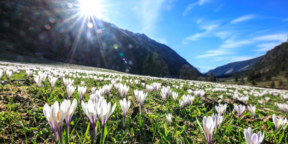 Bergfrühling Krokuswiese im Untertal | © Photo Austria