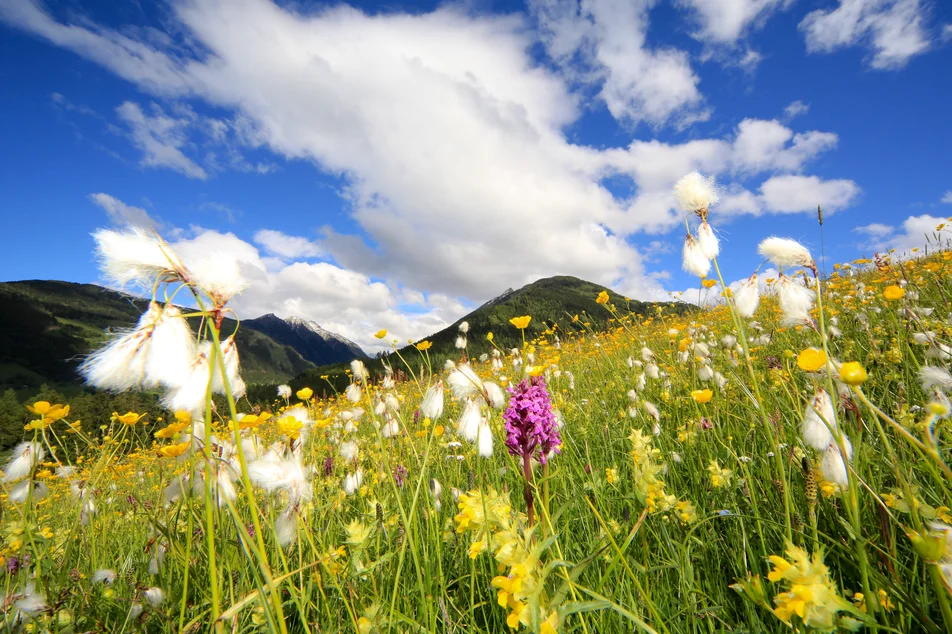 Herbal hike with Ingrid - Imprese #1 | © Martin Huber