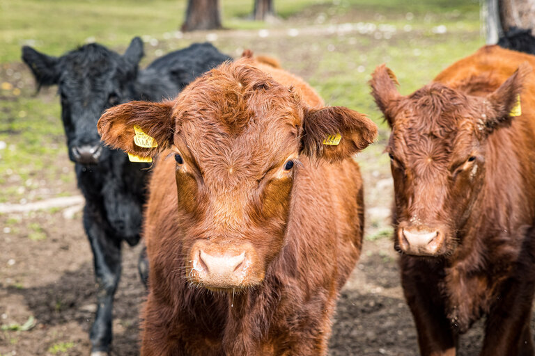 Bakery Heinz Lasser  - Imprese #2.7 | © Netzwerk Kulinarik wildbild