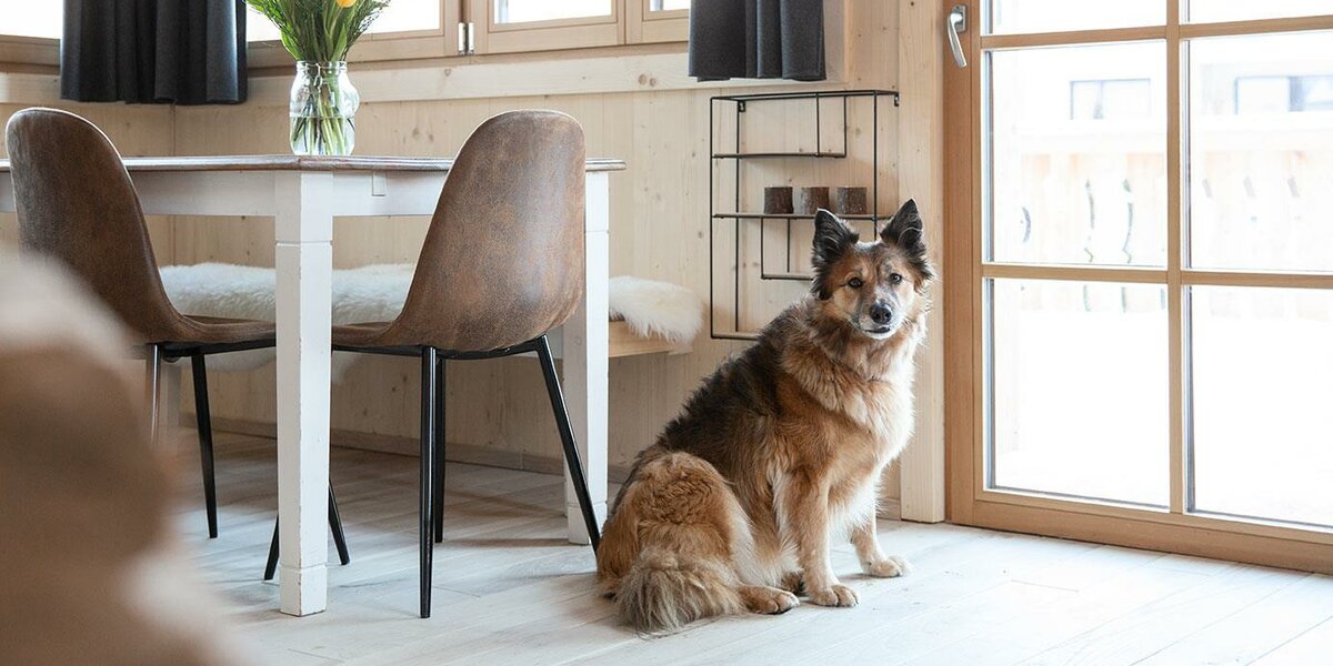Urlaub mit Hund
