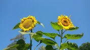 Sonnenblumen hinter dem Haus