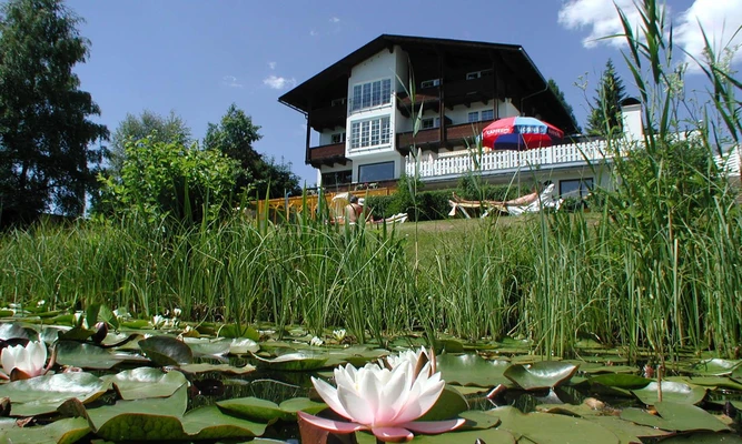 Water lily