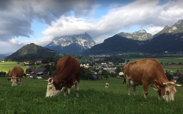 Kühe auf der Weide