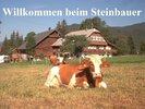 Willkommen beim Steinbauer Willkommen beim Steinbauer