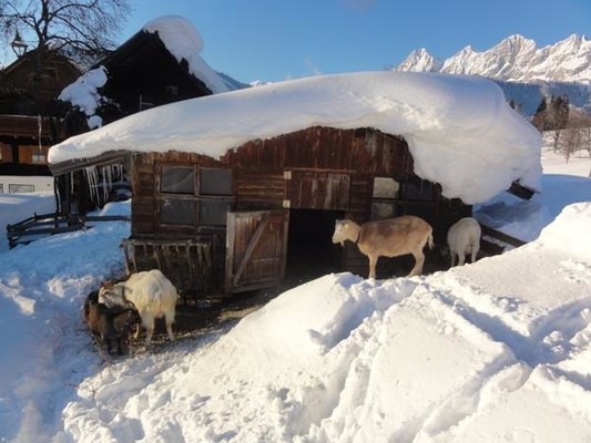 Der Ziegenstall im Winter